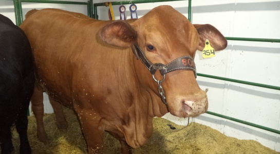 Agroexpo ganado vacuno razas: Deléitese con carne Angus, cuya producción crece en Colombia Agroexpo ganado vacuno razas: Deléitese con carne Angus, cuya producción crece en Colombia