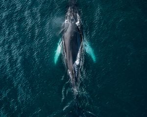 Las Ballenas llegan en el mes de Julio y dejan el pacifico en Noviembre. Las Ballenas llegan en el mes de Julio y dejan el pacifico en Noviembre.
