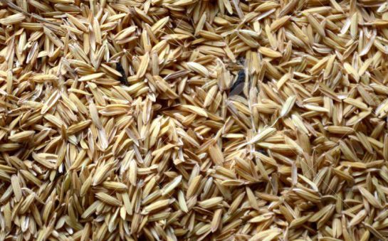 Arroz investigación cientifica Universidad de Manizales: La cascarilla de arroz será utilizada para tratamientos de salud Arroz investigación cientifica Universidad de Manizales: La cascarilla de arroz será utilizada para tratamientos de salud
