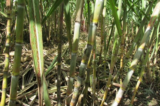 Roya naranja de la caña de azúcar y panelera: Alerta temprana del ICA para prevenir enfermedad en cultivos de caña Roya naranja de la caña de azúcar y panelera: Alerta temprana del ICA para prevenir enfermedad en cultivos de caña