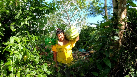 Labriegos venden sus productos: Campesinos del centro del país dicen adiós a los intermediarios Labriegos venden sus productos: Campesinos del centro del país dicen adiós a los intermediarios