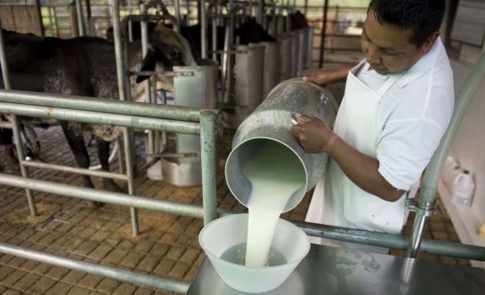 Producción y consumo de leche: La leche, mitos y verdades sobre su producción y consumo Producción y consumo de leche: La leche, mitos y verdades sobre su producción y consumo