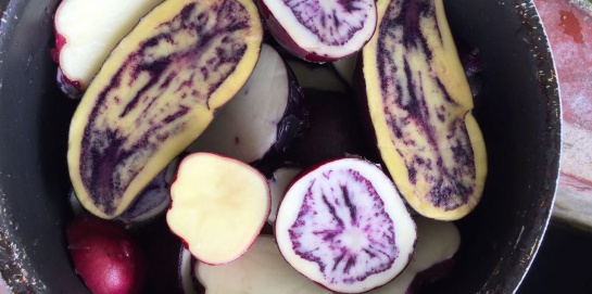 alimentos ancestrales: En Colombia hay más de 800 variedades de papas nativas alimentos ancestrales: En Colombia hay más de 800 variedades de papas nativas