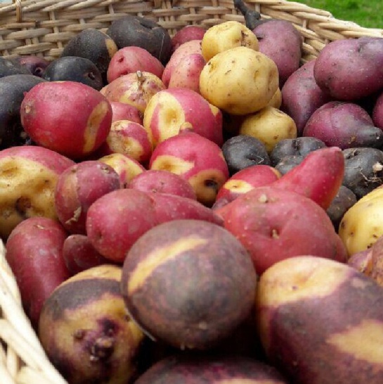 alimentos ancestrales: En Colombia hay más de 800 variedades de papas nativas alimentos ancestrales: En Colombia hay más de 800 variedades de papas nativas