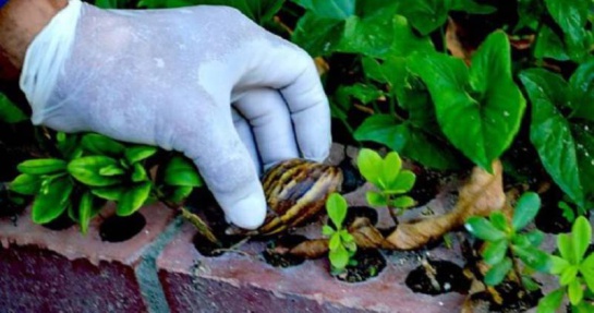 combatir los caracoles: Plaga de caracol gigante africano genera alerta en el valle de Aburrá combatir los caracoles: Plaga de caracol gigante africano genera alerta en el valle de Aburrá