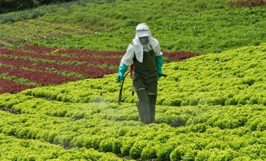 Hongo Fusarium CAN: La CAN une esfuerzos para evitar la propagación del hongo Fusarium Hongo Fusarium CAN: La CAN une esfuerzos para evitar la propagación del hongo Fusarium