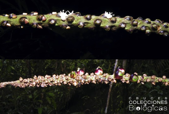 Palma en Colombia: Descubren palma en Colombia, pero ya está en peligro de extinción Palma en Colombia: Descubren palma en Colombia, pero ya está en peligro de extinción