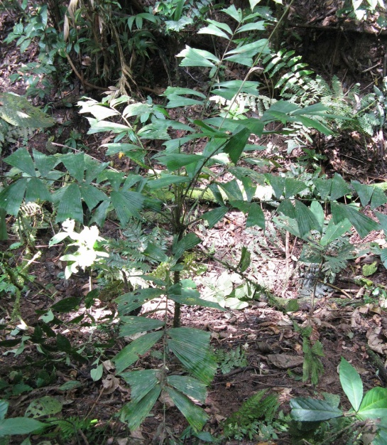 Palma en Colombia: Descubren palma en Colombia, pero ya está en peligro de extinción Palma en Colombia: Descubren palma en Colombia, pero ya está en peligro de extinción