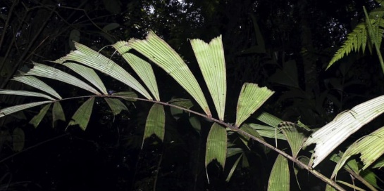 Palma Aiphanes Suaita Palma Aiphanes Suaita