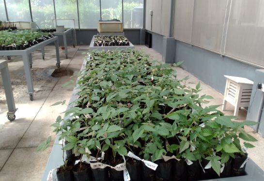 Universidad Agro UTP: Conozca los cultivos in vitro, otra opción sana para el campo Universidad Agro UTP: Conozca los cultivos in vitro, otra opción sana para el campo