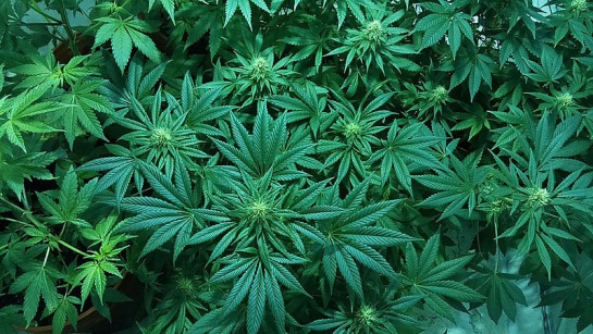Marihuana medicinal Universidad Nacional: Cannabis medicinal, aún en pañales para productores colombianos Marihuana medicinal Universidad Nacional: Cannabis medicinal, aún en pañales para productores colombianos