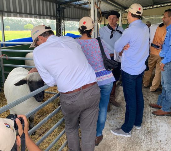 ovinos y caprinos: Productores del Tolima le apuestan al sector ovino caprino ovinos y caprinos: Productores del Tolima le apuestan al sector ovino caprino