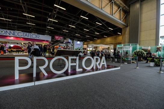 Flores exportaciones Colombia: Rosas, claveles y hortensias, entre lo destacado en Proflora 2019 Flores exportaciones Colombia: Rosas, claveles y hortensias, entre lo destacado en Proflora 2019