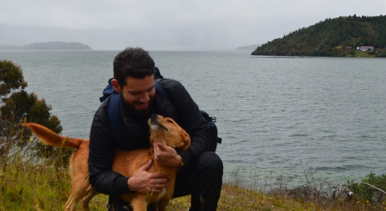 Cannabis para controlar el dolor de los animales Cannabis para controlar el dolor de los animales