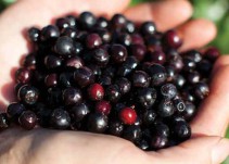El vino de agraz y sus beneficios medicinales