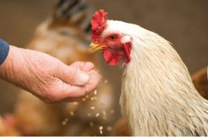 El huevo es un gran alimento, es económico y rápido de preparar. El huevo es un gran alimento, es económico y rápido de preparar.