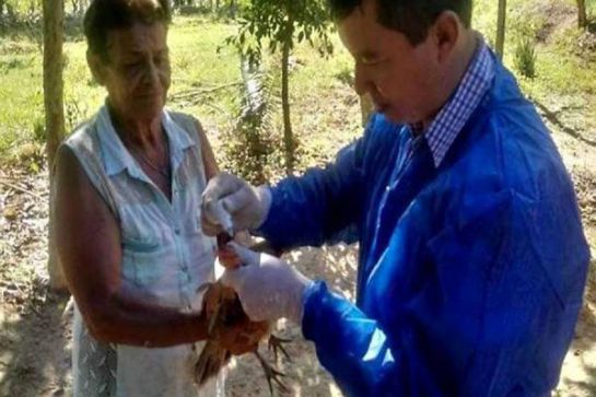 Vacunación pollos, gallinas y otras aves: A prevenir la enfermedad del Newcastle en esta época de migración de aves Vacunación pollos, gallinas y otras aves: A prevenir la enfermedad del Newcastle en esta época de migración de aves