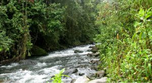 Rio Otún. Rio Otún.