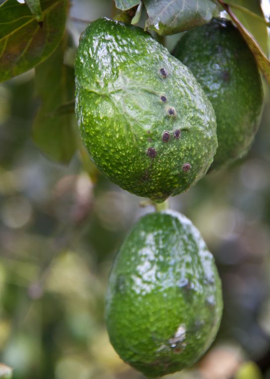 Aguacate Santander: Alerta en Carmen de Chucurí por enfermedad que acaba los aguacates Aguacate Santander: Alerta en Carmen de Chucurí por enfermedad que acaba los aguacates