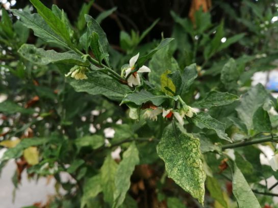 ajíes: Póngale picante, conozca el ají ajíes: Póngale picante, conozca el ají