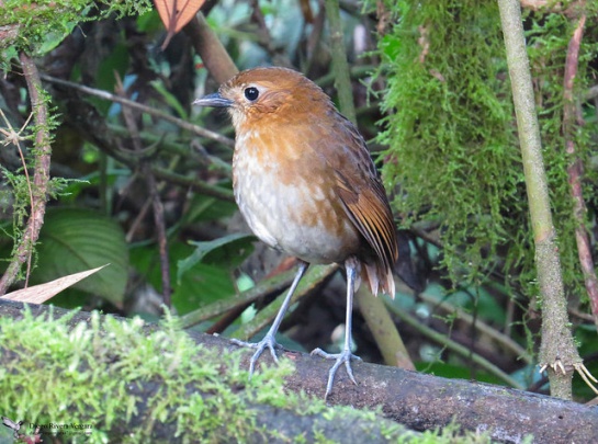 Aves: Tororoi bailador la nueva especie de ave descubierta en Cali Aves: Tororoi bailador la nueva especie de ave descubierta en Cali