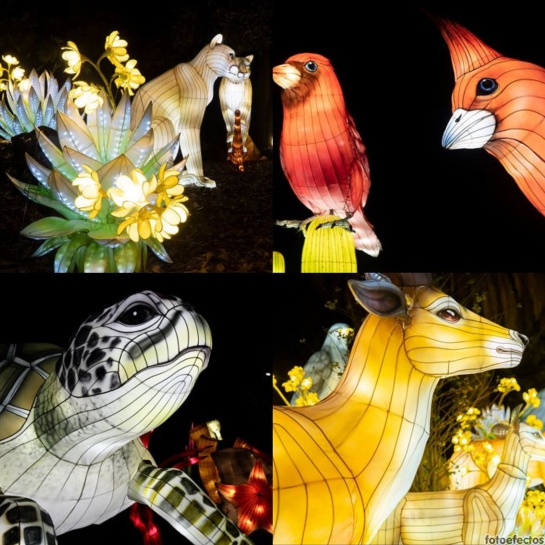 Fauna y flora colombiana: Fauna y flora colombiana iluminarán el parque Jardín Botánico de Bogotá Fauna y flora colombiana: Fauna y flora colombiana iluminarán el parque Jardín Botánico de Bogotá