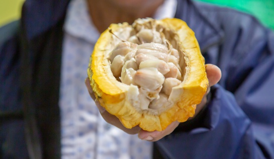 Cacao colombiano Cacao colombiano