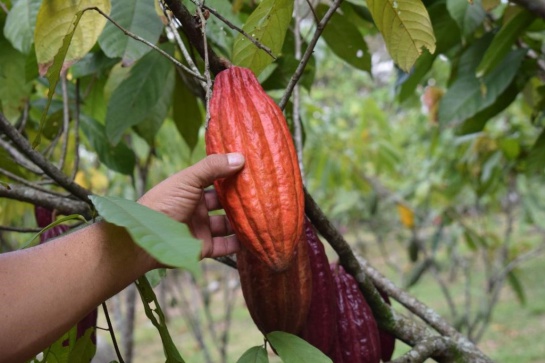 El cacao, uno de los productos impulsados por Modelo de Agronegocios Sostenibles (MAS) El cacao, uno de los productos impulsados por Modelo de Agronegocios Sostenibles (MAS)