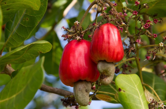 Árbol de marañón Árbol de marañón