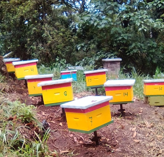 Miel de abejas: Abejas para la paz, dulce miel desde El Socorro Miel de abejas: Abejas para la paz, dulce miel desde El Socorro