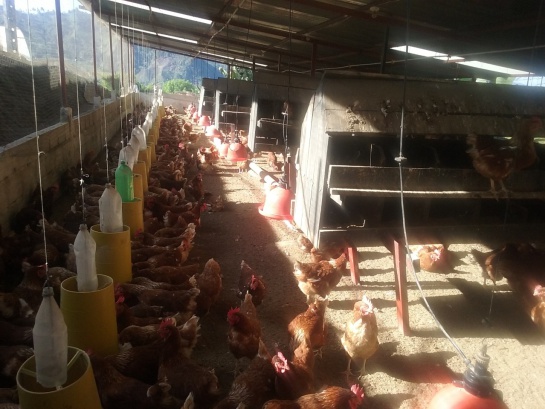 calor gallinas y pollos: Las aves no sudan pero hay que protegerlas de las altas temperaturas calor gallinas y pollos: Las aves no sudan pero hay que protegerlas de las altas temperaturas