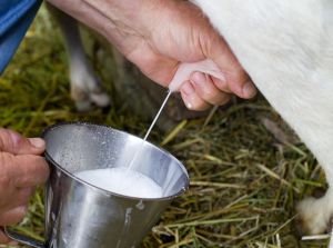 Los versos que se le cantan a la vaca son de su agrado. Los versos que se le cantan a la vaca son de su agrado.
