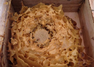Interior de una colmena de otra especie de melipona Interior de una colmena de otra especie de melipona