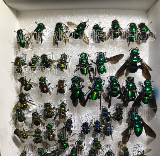 Euglosinos, polinizadores del bosque o Abejas de Orquídeas Euglosinos, polinizadores del bosque o Abejas de Orquídeas