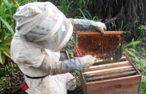 Bomberos del Líbano le apuestan a un proyecto apiario Bomberos del Líbano le apuestan a un proyecto apiario