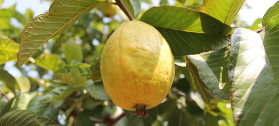 Guayaba Guayaba