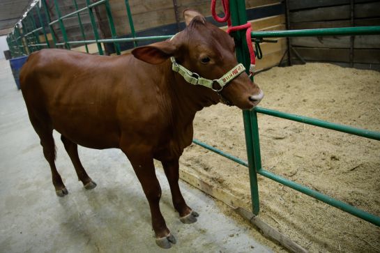 Sequía, calor: Cuide el ganado del estrés calórico, puede llevarlo a la muerte Sequía, calor: Cuide el ganado del estrés calórico, puede llevarlo a la muerte