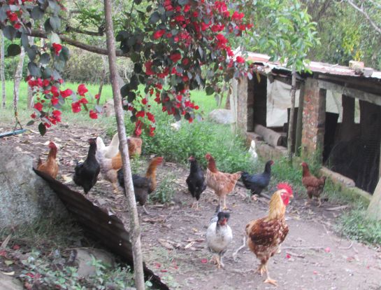 Gallinas criollas. Universidad Nacional de Colombia Gallinas criollas. Universidad Nacional de Colombia