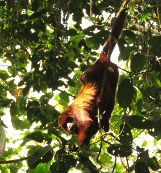 Un agro más amigable con el bosque, promueven en Risaralda Un agro más amigable con el bosque, promueven en Risaralda