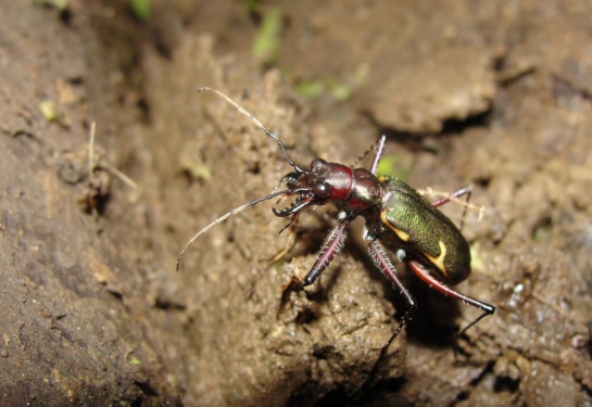 Mariquita, insecto depredador que sirve al agro Mariquita, insecto depredador que sirve al agro