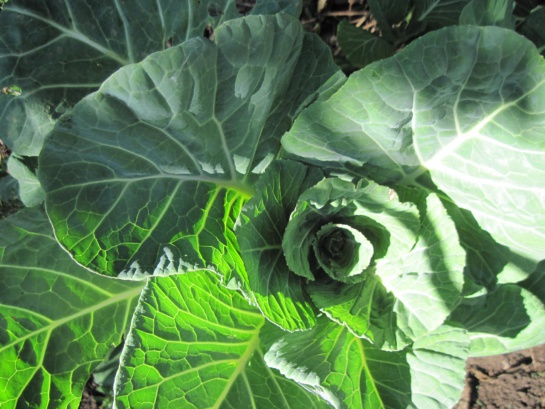 Alimentos agroecológicos producidos en Totoró Alimentos agroecológicos producidos en Totoró