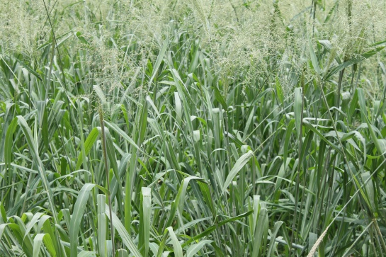 Agrosavia forrajes: Pastos especiales para alimentar a los bovinos en épocas de sequía Agrosavia forrajes: Pastos especiales para alimentar a los bovinos en épocas de sequía