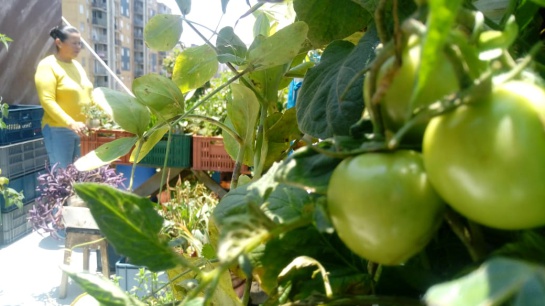 Cultivos huerta casera: Cultive en casa alimentos más sanos para su familia Cultivos huerta casera: Cultive en casa alimentos más sanos para su familia