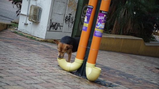Comedores y bebederos para perritos en Villavicencio: No están solos, comedores y bebederos para perritos en Villavicencio Comedores y bebederos para perritos en Villavicencio: No están solos, comedores y bebederos para perritos en Villavicencio
