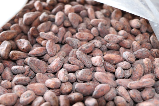 Produccion de cacao en Colombia en la web: Agrosavia enseña a los niños a apreciar el cacao Produccion de cacao en Colombia en la web: Agrosavia enseña a los niños a apreciar el cacao