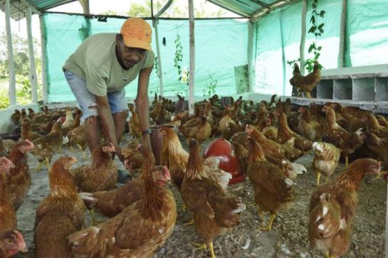 Durante la emergencia del coronavirus, mantenga el cuidado con los animales de su granja. Durante la emergencia del coronavirus, mantenga el cuidado con los animales de su granja.
