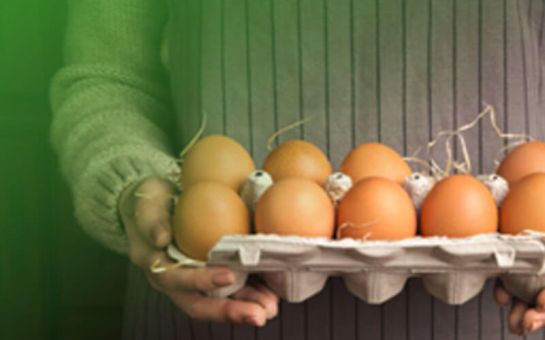 DSM busca granjeros para hacerlos socios en América Latina: Pollos y huevos para combatir la desnutrición, propuesta desde Holanda DSM busca granjeros para hacerlos socios en América Latina: Pollos y huevos para combatir la desnutrición, propuesta desde Holanda