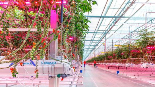 Tecnología agro Luz artificial: Con luces led se fortalece el crecimiento de los cultivos Tecnología agro Luz artificial: Con luces led se fortalece el crecimiento de los cultivos