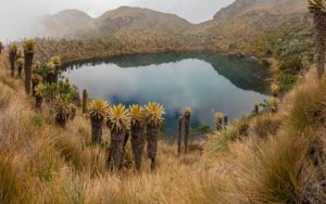 "Laguna La LLorana", Parque Los Nevados- "Laguna La LLorana", Parque Los Nevados-