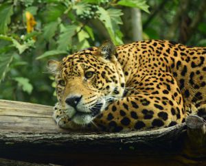 Guatika, el refugio boyacense para animales víctimas del hombre Guatika, el refugio boyacense para animales víctimas del hombre